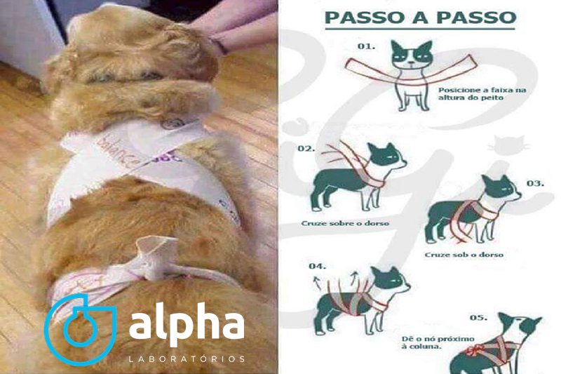 12 ALPHA SEMANA 05 01 Dicas para proteger seu cachorro do barulho de fogos de artifício