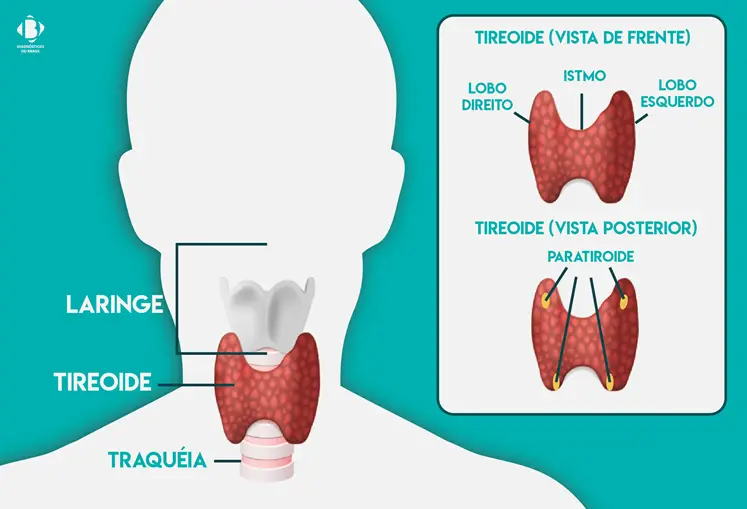 Fique atento aos sintomas da Tireoide