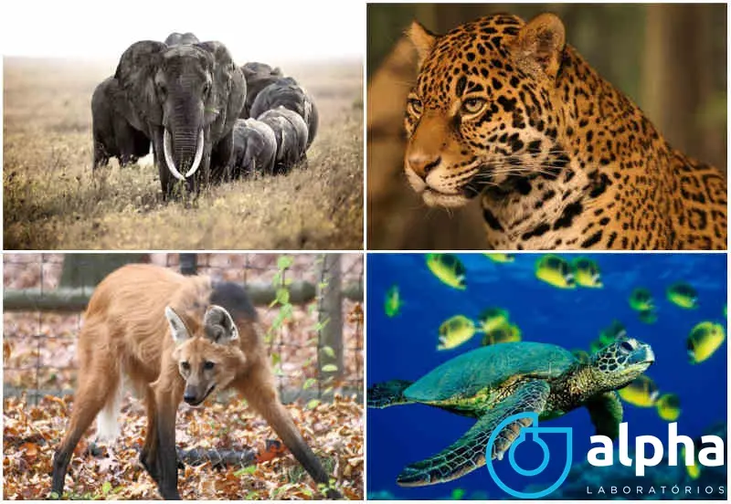 PRESERVAR OS ANIMAIS