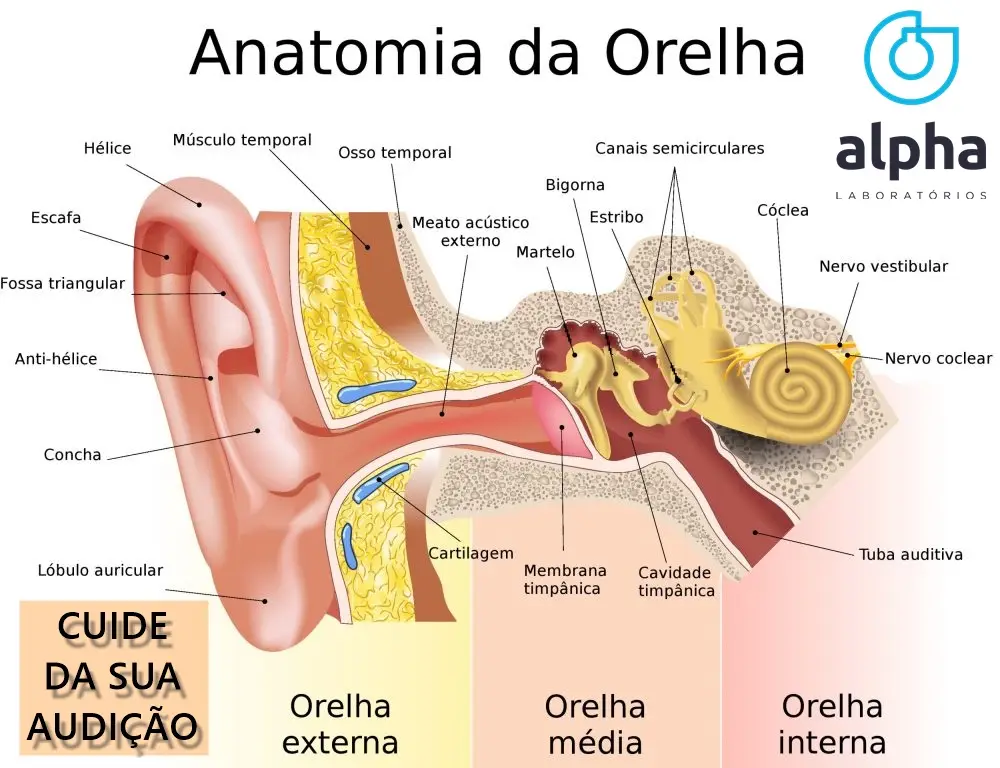Saiba mais sobre audição